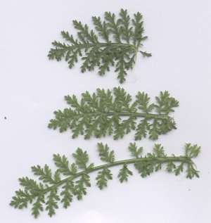 Achillea nobilis ssp. neilreichii - Stängelblätter