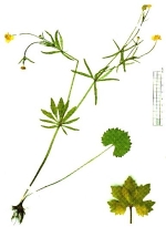Ein niederbayerischer Endemit: Ranunculus rhombilobus (Rhombuslappiger Gold-Hahnenfuß; Beleg und Aufnahme Dr. F. G. Dunkel)
